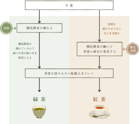生葉からお茶を作る工程