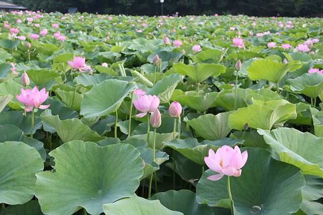 茶工場から車で10分　荒神谷遺跡・公園