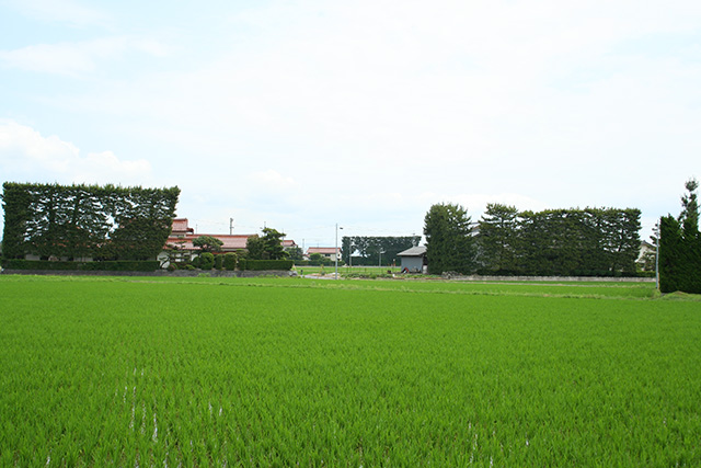 全国的にも珍しい築地松（ついじまつ）のある風景